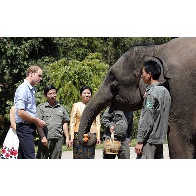 Prinz William besucht Elefanten-Schutzgebiet