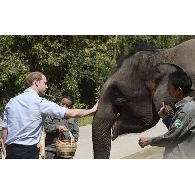 Prinz William besucht Elefanten-Schutzgebiet