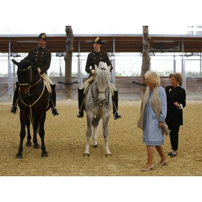 Herzogin Camilla bei den Lipizzanern