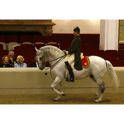 Herzogin Camilla bei den Lipizzanern