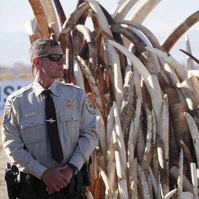 Tonnenweise Elfenbein in Denver vernichtet