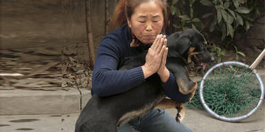 Ein-Hund-Politik gegen tierische Überbevölkerung