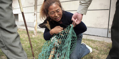 Ein-Hund-Politik gegen tierische Überbevölkerung
