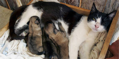 Katze bekam doch keine Welpen
