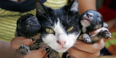 Katze bekam doch keine Welpen