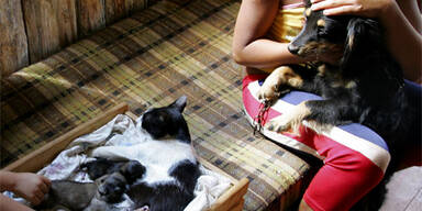 Katze bekam doch keine Welpen