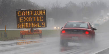 Massaker an Bären und Löwen in den USA