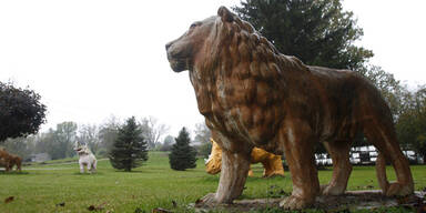 Massaker an Bären und Löwen in den USA