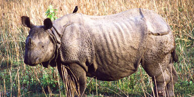 Wildh&uuml;ter erschie&szlig;en zwei Wilderer