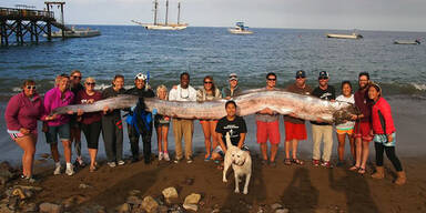 Riesenfisch schockte Meeresbiologin