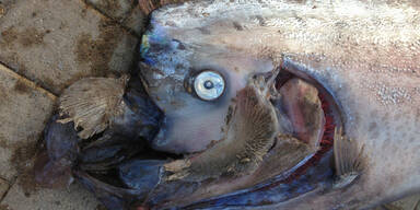 Nächster Mega-Fisch: Kommt See-Beben?