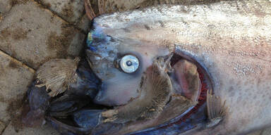 Riesenfisch schockte Meeresbiologin