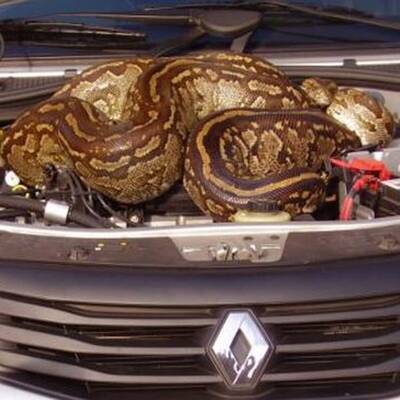 Python im Motorraum