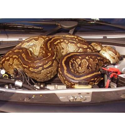 Python im Motorraum