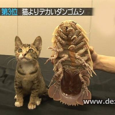 Diese Asseln krabbeln am Meeresboden