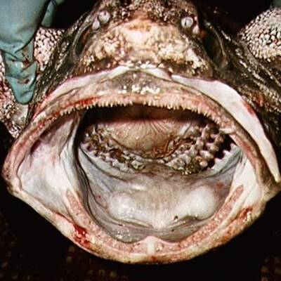 Diese Asseln krabbeln am Meeresboden