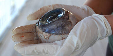 Forscher streiten über Riesen-Auge 