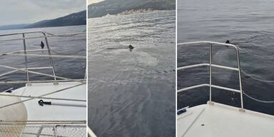 Riesenhai vor kroatischer K&uuml;ste gesichtet