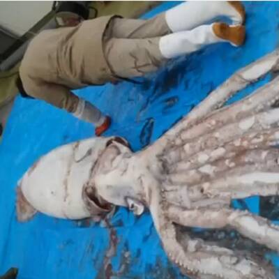 Diese Asseln krabbeln am Meeresboden