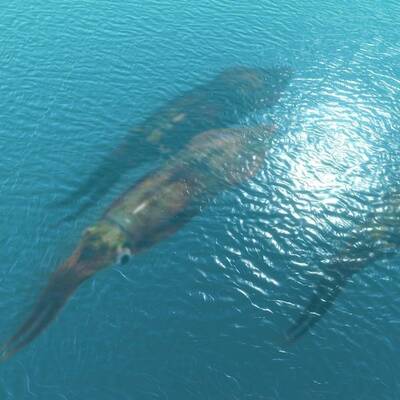 Diese Asseln krabbeln am Meeresboden