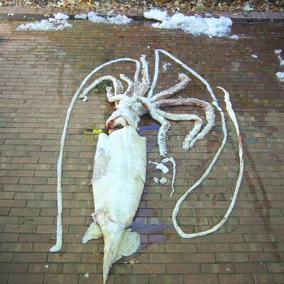 Diese Asseln krabbeln am Meeresboden