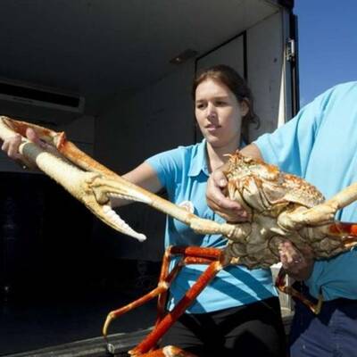 Diese Asseln krabbeln am Meeresboden