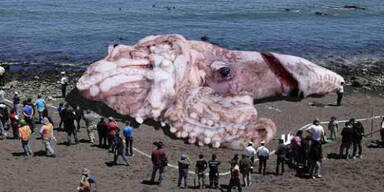 Riesen-Tintenfisch gibt R&auml;tsel auf