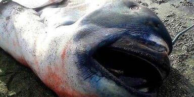 Mysteri&ouml;ser Hai: Erst 66 Mal gesichtet