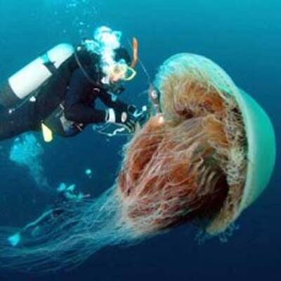 Diese Asseln krabbeln am Meeresboden