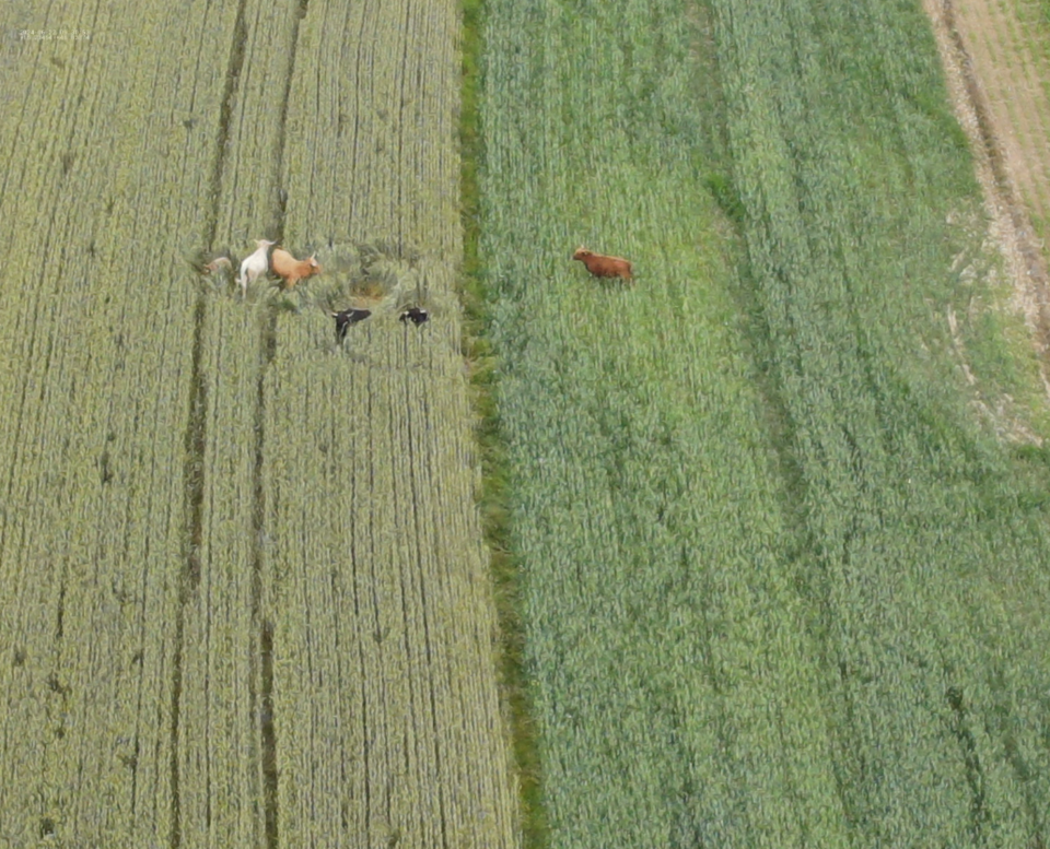 Sechs ausgebüxte Hochlandrinder erschossen