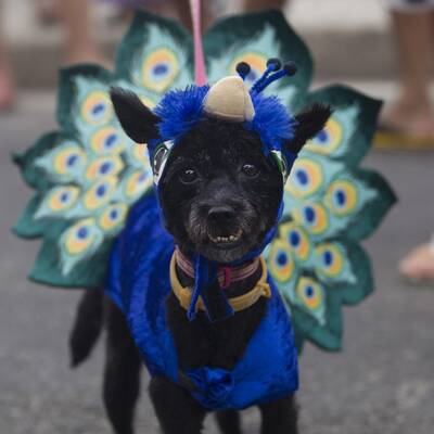 Karneval der Tiere in Rio