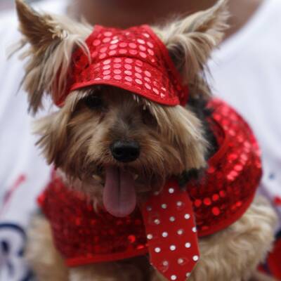 Karneval der Tiere in Rio