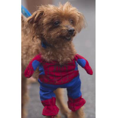 Karneval der Tiere in Rio