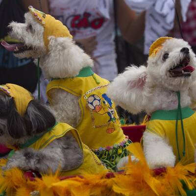 Karneval der Tiere in Rio