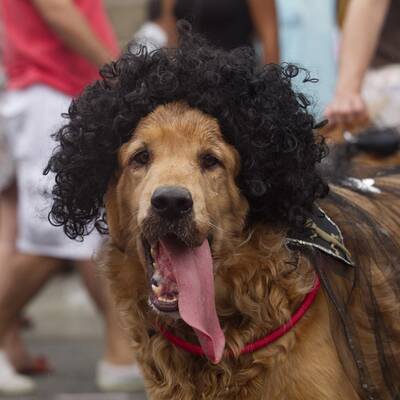 Karneval der Tiere in Rio