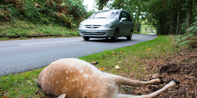 "Roadkill": Hoher tierischer Blutzoll auf Europas Straßen