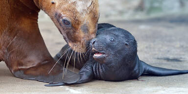 Robbennachwuchs in Schönbrunn