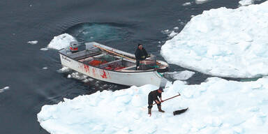 Tausende Robben-Babys get&ouml;tet