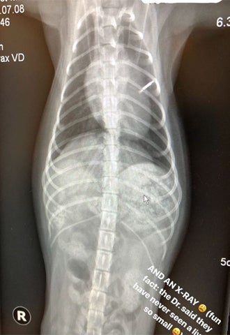 Herzstillstand! Drama um Katy Perrys Hund in Wien