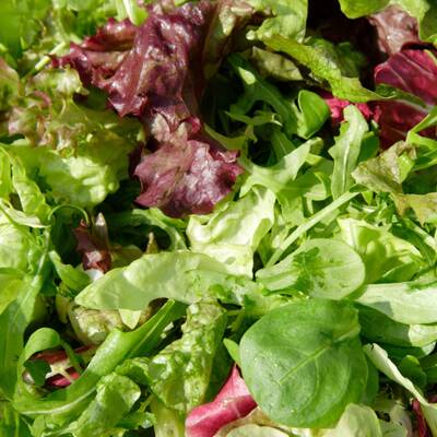 10. Markstammkohl: Kommt bei uns hauptsächlich als Tierfutter in Einsatz. In Portugal und Galizien wird eine Variante des Kohl im Nationalgericht 