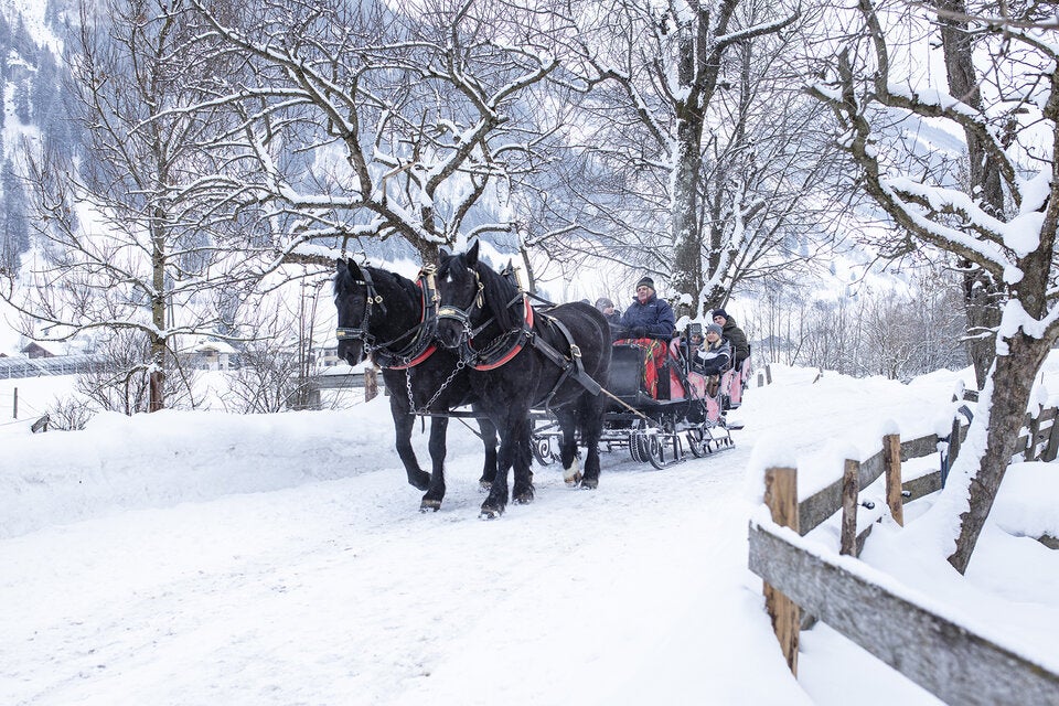WinterTraum. Mit dem Pferdeschlitten durch verschneite Landschaften gleiten.