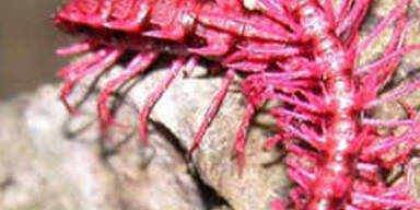 163 neue Arten am Mekong entdeckt