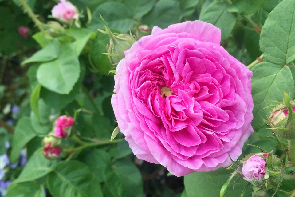 Dem Zauber von Klimts Rosen erliegen