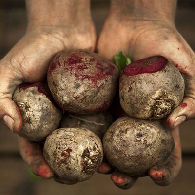 10. Markstammkohl: Kommt bei uns hauptsächlich als Tierfutter in Einsatz. In Portugal und Galizien wird eine Variante des Kohl im Nationalgericht 