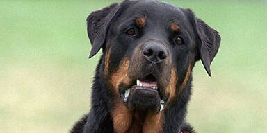 Mann ließ vier Rottweiler verhungern