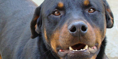 Rottweiler