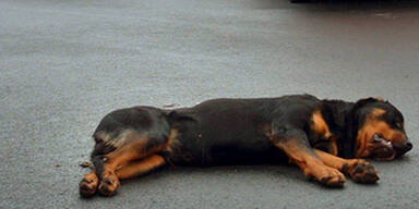 rottweiler_tot_