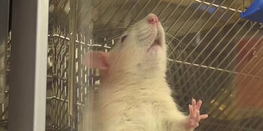 Unsere Tiere | Weiterhin Tierversuche trotz EU-Verbot