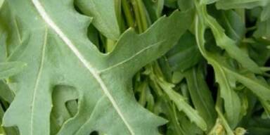 rucola