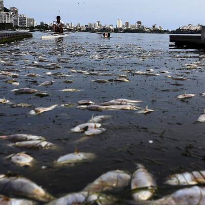 Drecklacke im olympischen Ruderrevier